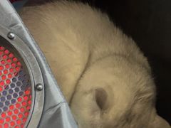 -瑞鹏宠物医院·猫科·宠保定点(梅溪湖分院)