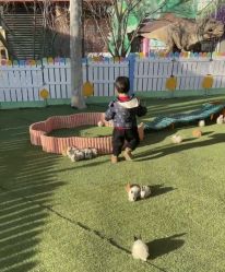 -萌宠亲子动物乐园(槐房万达店)