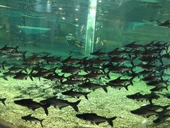 -秦皇岛乐岛海洋王国