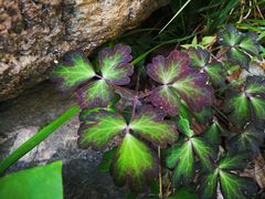 -碓臼峪自然风景区