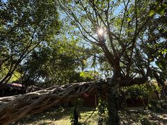 -瑞丽独树成林风景区