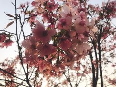 -天适樱花悠乐园