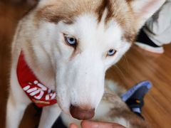 -Husky Go! 哈士奇体验馆·宠物咖啡厅狗咖