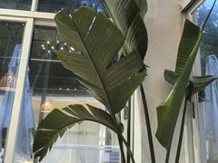 -芭厘农庄老字号·清远鸡