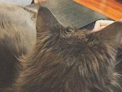 -猫小院猫主题咖啡厅(北锣店)