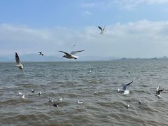 -深圳湾公园(南山区)