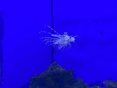 -石家庄海洋公园