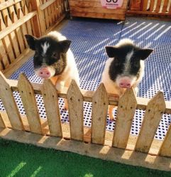 -萌宠亲子动物乐园(槐房万达店)