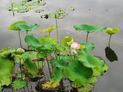 -荷塘月色湿地公园·向阳花洲