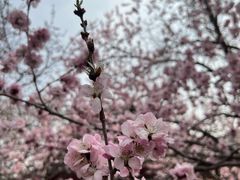 -桃花堤公园
