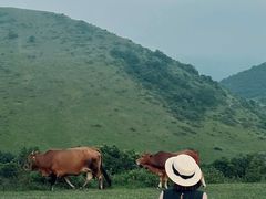 -大姆山草场