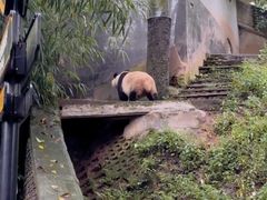 -中国大熊猫保护研究中心雅安碧峰峡基地