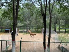 -青藏高原野生动物园