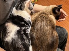 -Meowの猫咖(万家丽店)