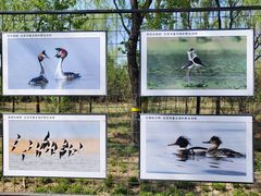 -野鸭湖国家湿地公园