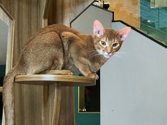 -飞行喵MR PILOT|猫舍·猫咖(静安大融城店)