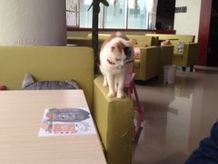 -萌喵宠狗爱心宠咖