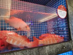 -连鹭海鲜·海肠捞饭·海胆饭(星海店)