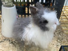 -青石桥花鸟鱼虫市场(叠翠城店)