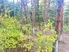 -帽儿山国家森林公园