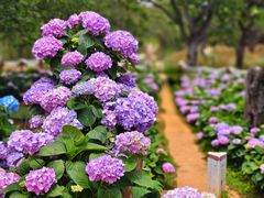 -名花谷生态庄园