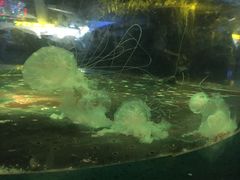 -重庆欢乐海底世界