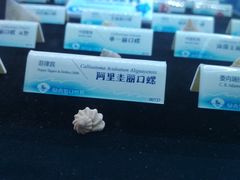 -贝壳梦幻世界