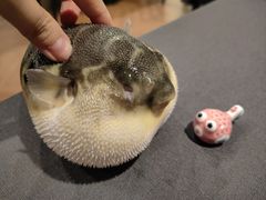 -肆月河豚·新淮扬(金融街店)