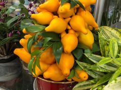 -双季花艺园艺市场(浦东店)