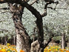 -名花谷生态庄园