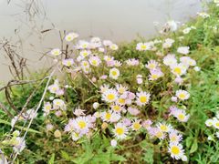 -海上花岛玫瑰园采摘