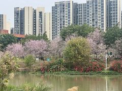 -广东花都湖国家湿地公园