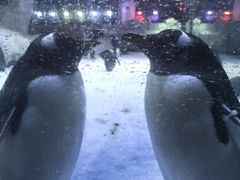 -芜湖新华联大白鲸海洋公园