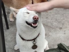 -柴犬高等学院·狗咖·柴犬售卖·宠物训练