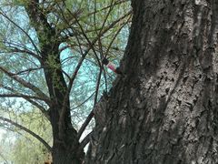 -武清南湖绿博园