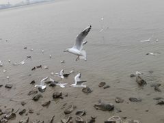 -深圳湾公园(南山区)