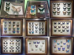 -上海昆虫博物馆