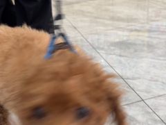 -芭比堂动物医院·24小时·眼科中心(深圳中心)