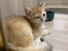 -飞行喵MR PILOT|猫舍·猫咖(静安大融城店)