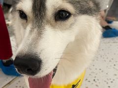 -Husky Go!哈士奇体验馆·宠物咖啡厅狗咖
