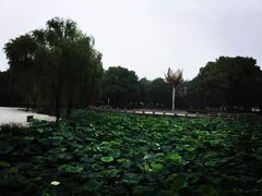 -荷花公园