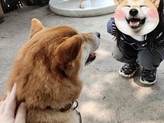 -柴犬高等学院·狗咖·柴犬售卖·宠物训练