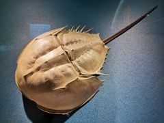-浙江自然博物院(杭州馆)