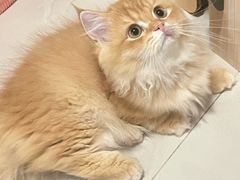 -珠海悠米米努特矮脚猫舍