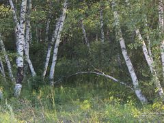 -乌兰布统景区-白桦林