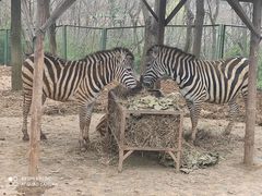 -合肥野生动物园