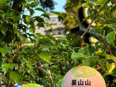 -吴山山·椰子酸奶(天河南店)