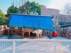 -J Create城市露营咖啡·简餐·宠物(上海动物园店)