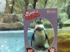 -帝企鹅自助餐厅•儿童岛•真企鹅(长隆企鹅酒店)