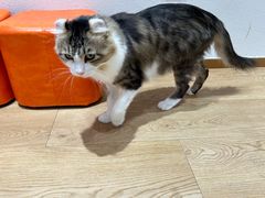 -1013 PET SHOP精品宠物商店(丁香店)